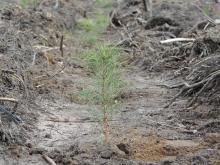 Coroczna akcja odnowieniowo-zalesieniowa w Nadleśnictwie Ełk